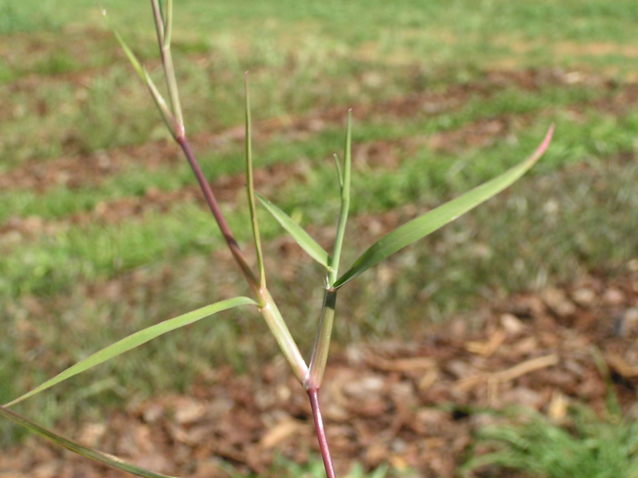 Bermuda Grass Encyclopedia pratensis