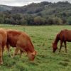 Pâturage mixte chevaux-bovins