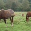 Le cheval, un pâtureur qui crée des zones de refus