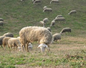 Il Forletto Farm
