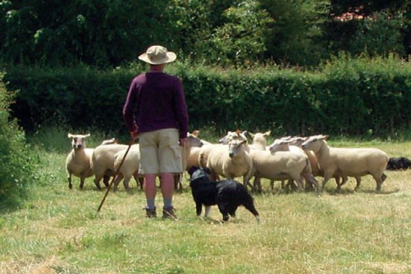 Le chien et le pâturage