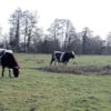 Surpâturage hivernal, attention à la pérennité de la prairieSurpâturage hivernal, attention à la pérennité de la prairie