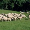Elevage de moutons en agriculture biologique dans le Puy de Dôme.