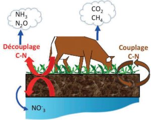 Cycle simplifié du carbone en prairie (d’après Chabbi et al, 2014)