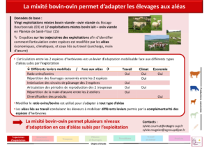 La mixité bovin-ovin permet d'adapter les élevages aux aléas