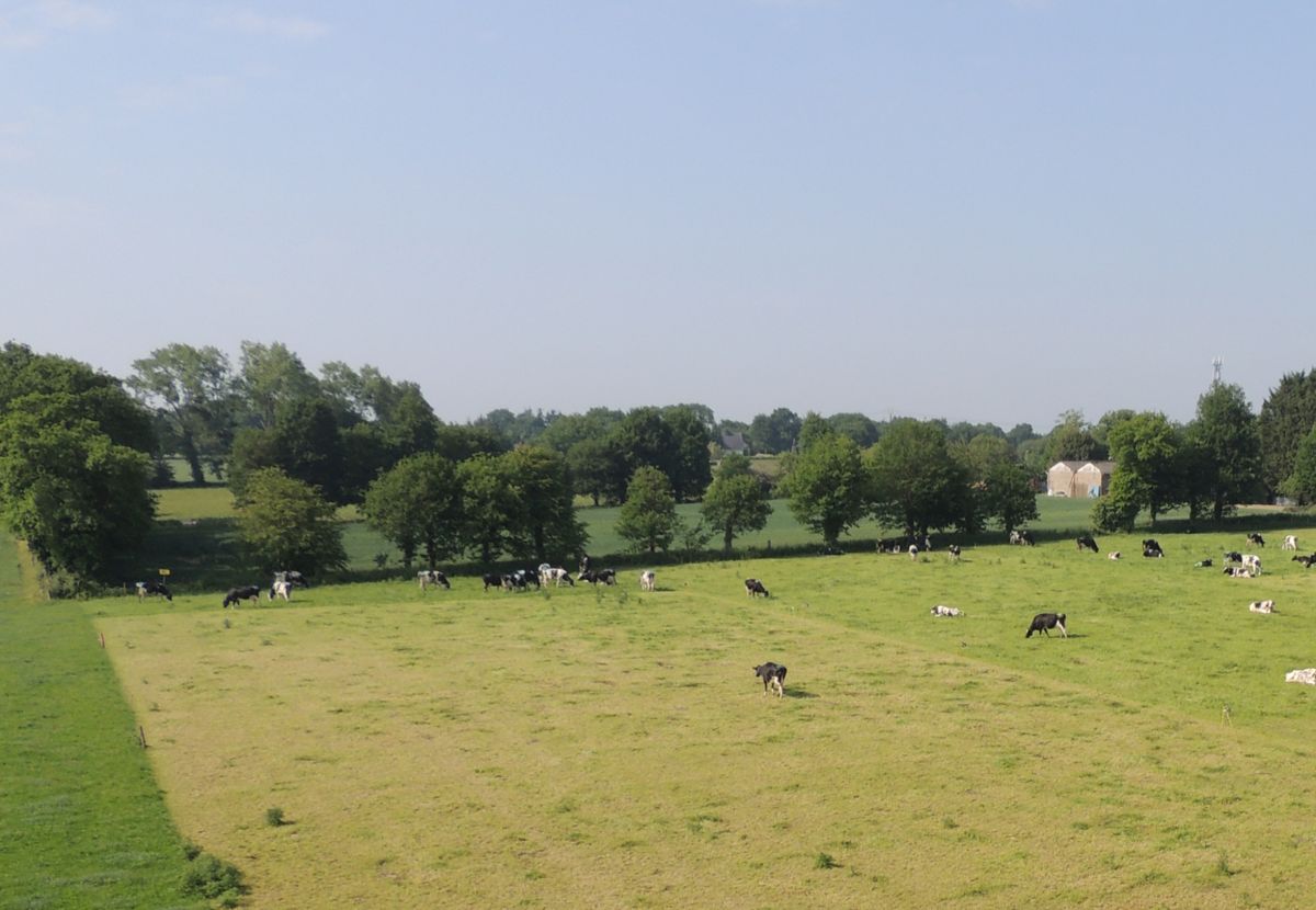 F56_vaches_Delagarde_compressee